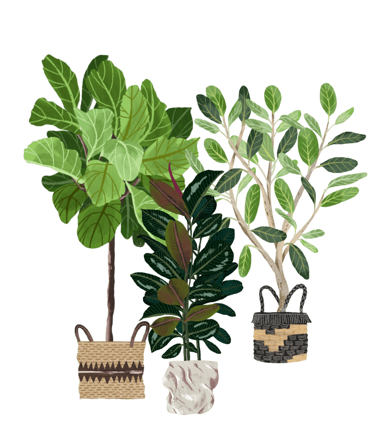 Rubber Tree: Plant Care Guide